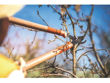 Imagen de Tijera De Podar Bypass Tramontina Acero Mango Madera 60cm Sc
