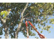 Imagen de Tijera De Podar Bypass Tramontina Acero Mango Madera 60cm Sc